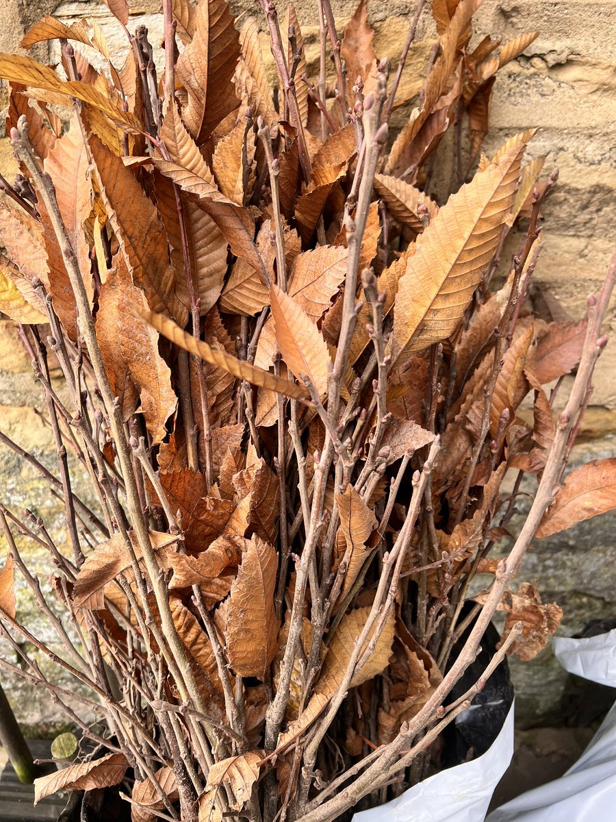 RegenFarmCo's tweet photo. 2000 trees arrived in Farm thank you to the @WoodlandTrust @woodlandsft  for all your support. https://t.co/A1H3NfkGil