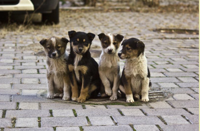 The #100xGem $STAFFY has made it’s WEEKLY $50 donation to <a href="/k9_rescue/">K9 Rescue International 🇺🇦🇲🇰🇬🇧🇺🇸</a> dog shelter!

Our motto clearly states:

Every dog deserves a second chance

We are a #memecoin with a ❤️ of gold.

See what we are about here ⤵️

linktr.ee/staffyinu

#100x #100xgem #shib #Floki