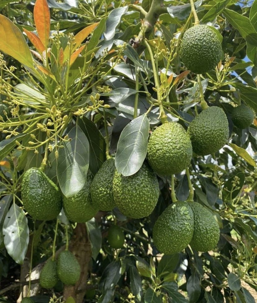 Hass avocado! Like and retweet if you like it!