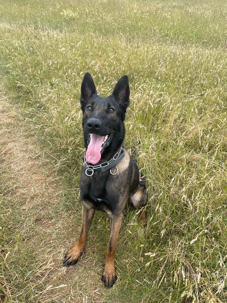 Cleveland Police Dogs tweet media