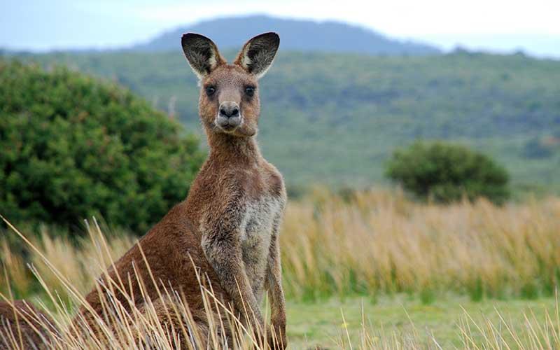 Los australianos viendo el gol de Messi. #Argentina #ARG #ARGvsKSA