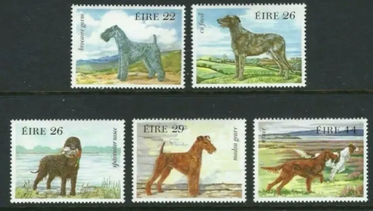 JillingsTonia's tweet photo. Eire stamps - Dogs - which is your favourite?
I like the deerhound...hmmmm though actually I like them all haha!
#waterspaniel #kerryblue #foxterrier #deerhound #redsetter
DM for commissions and art available...
https://t.co/wRvOEaPzb6 https://t.co/H6CVFhGqUY