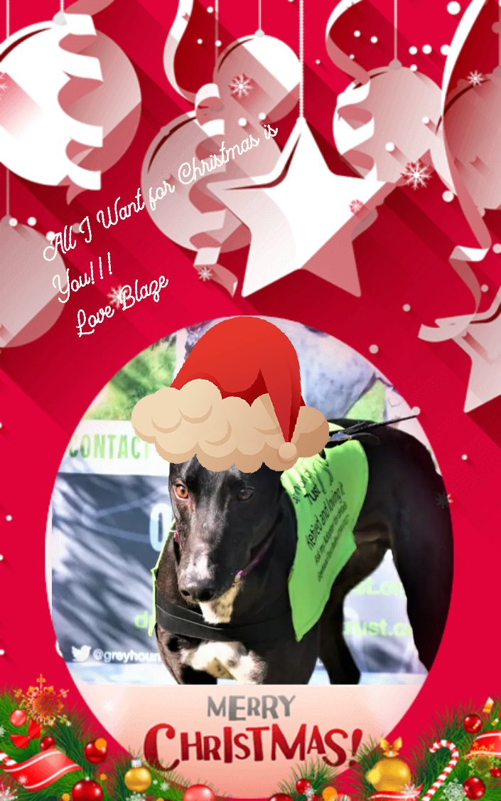 Greyhound Trust Dudley tweet media