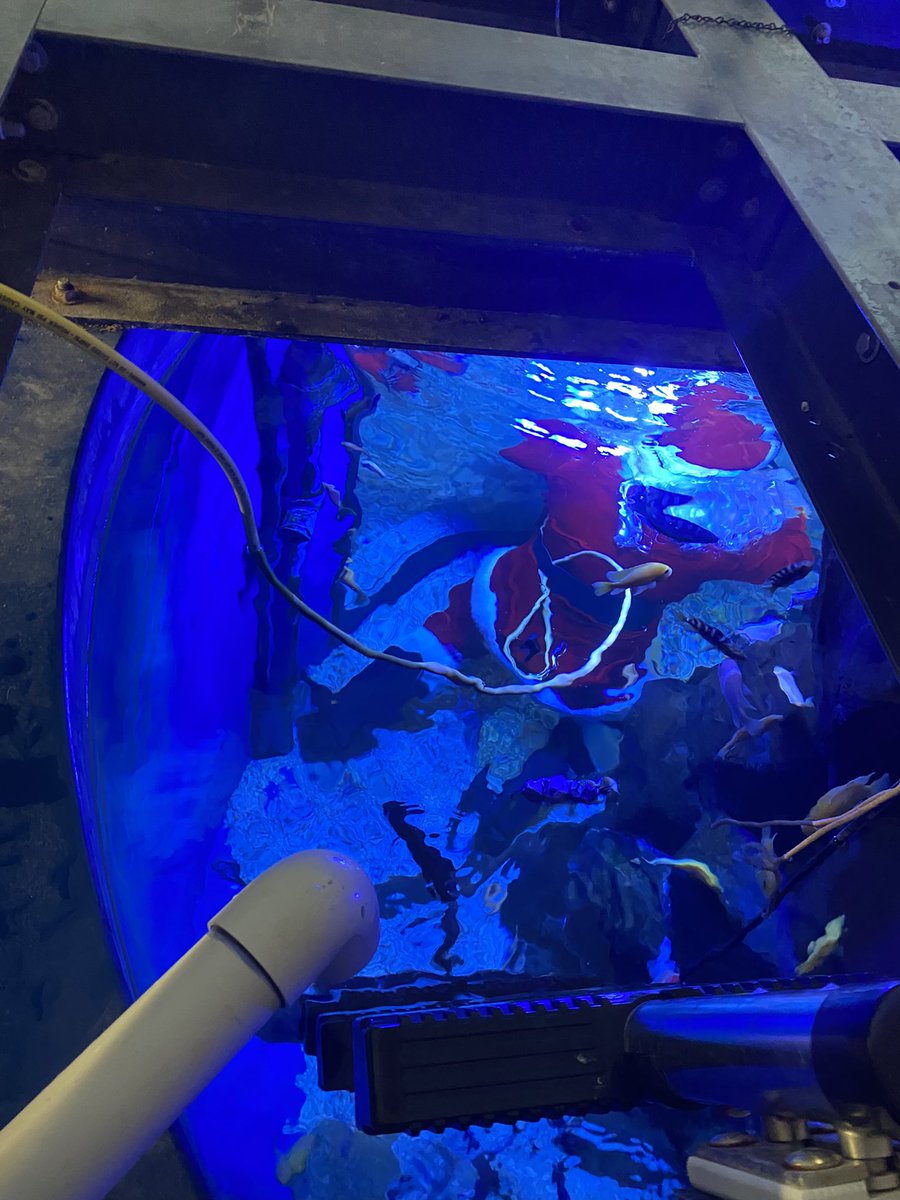 datacurator's tweet photo. The view as Santa’s diving tender today at the aquarium! 🤿🎅🏻 https://t.co/g8LRwTqSRh