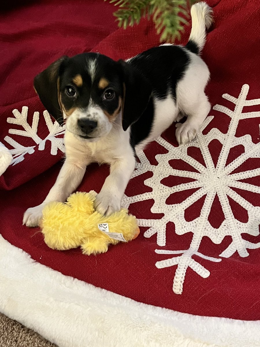 WYSR_Podcast's tweet photo. Kelly finished All I Want For Christmas and is reading Built to Last and listening to The Holiday Trap. But really? We’re following Rachael’s adventures with Sherman! https://t.co/3IIqGHKvLr