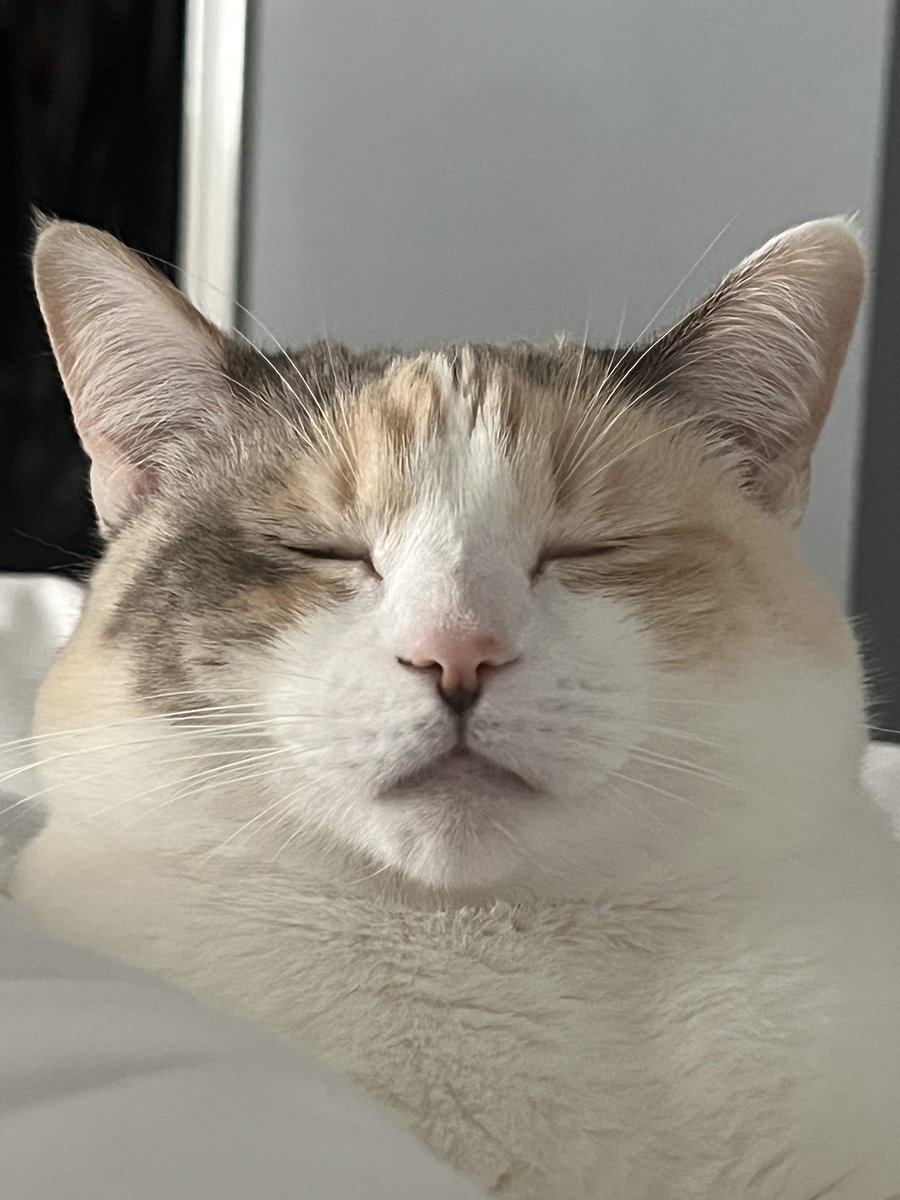 fatfatpankocat's tweet photo. No neck Pank https://t.co/9bNW37kD2f