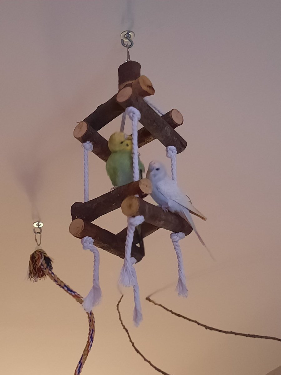 miriamalvarez's tweet photo. Hemos tenido que trasladar el árbol de Navidad a la entrada porque tenemos dos nuevos amigos que se han adueñado del salón. Os presento a Bluey y Bingo, nuestros simpáticos periquitos. https://t.co/k5APseiOsH