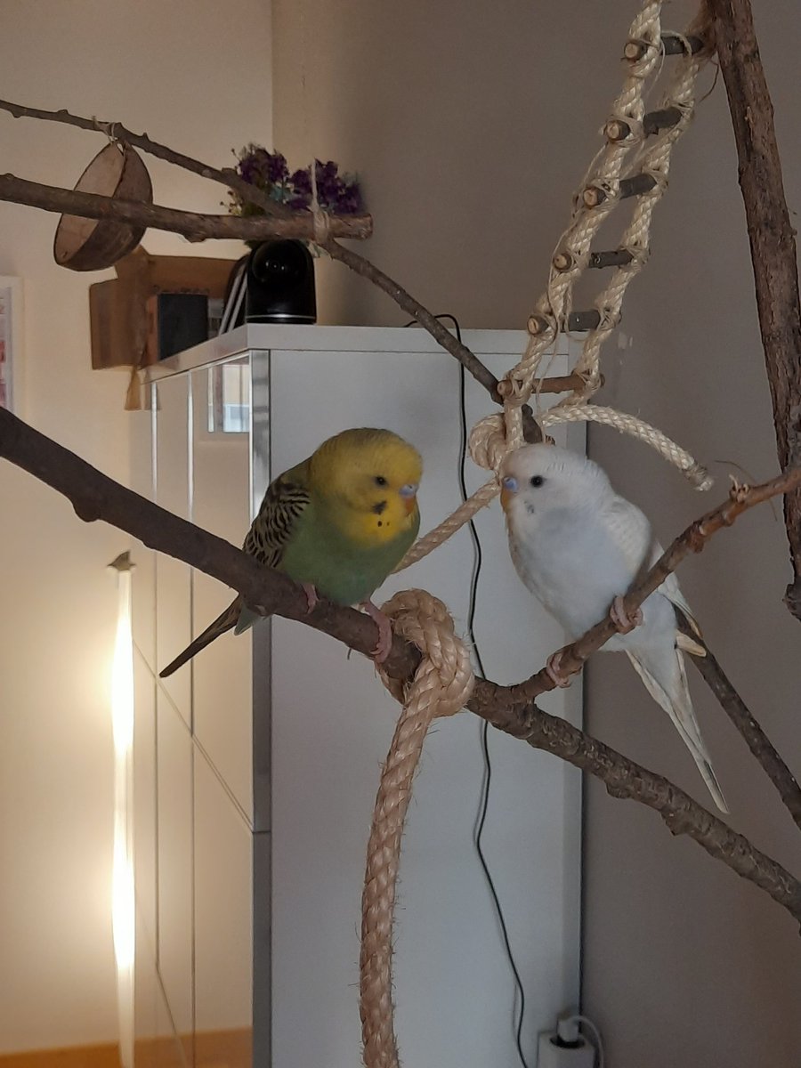 miriamalvarez's tweet photo. Hemos tenido que trasladar el árbol de Navidad a la entrada porque tenemos dos nuevos amigos que se han adueñado del salón. Os presento a Bluey y Bingo, nuestros simpáticos periquitos. https://t.co/k5APseiOsH