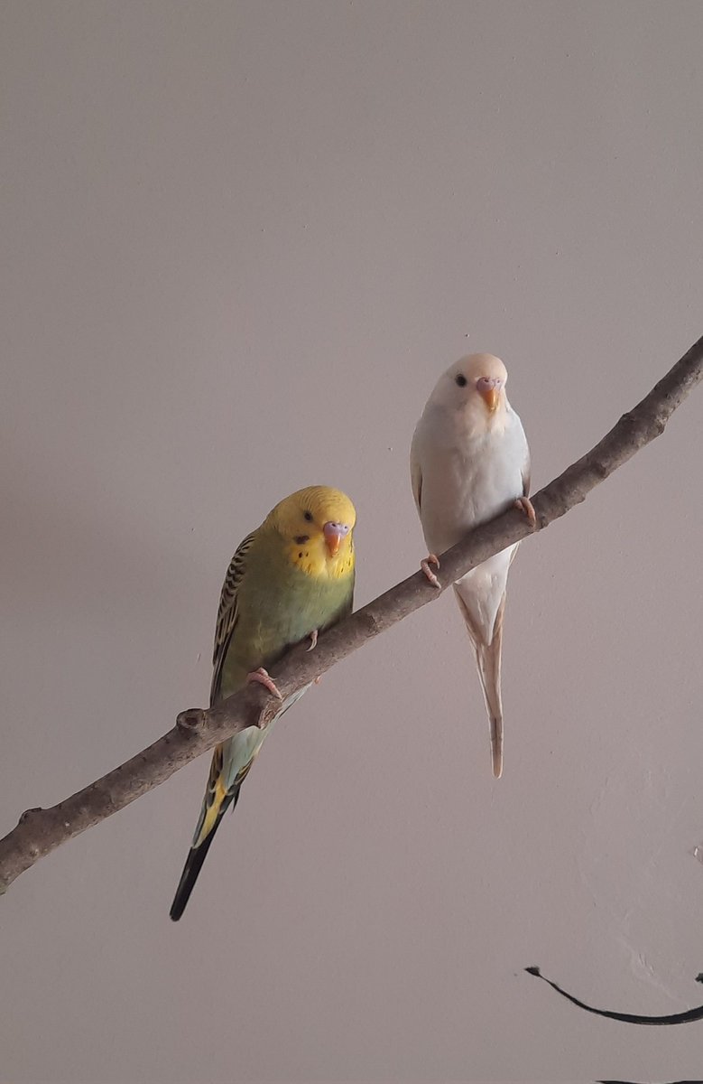 Hemos tenido que trasladar el árbol de Navidad a la entrada porque tenemos dos nuevos amigos que se han adueñado del salón. Os presento a Bluey y Bingo, nuestros simpáticos periquitos.