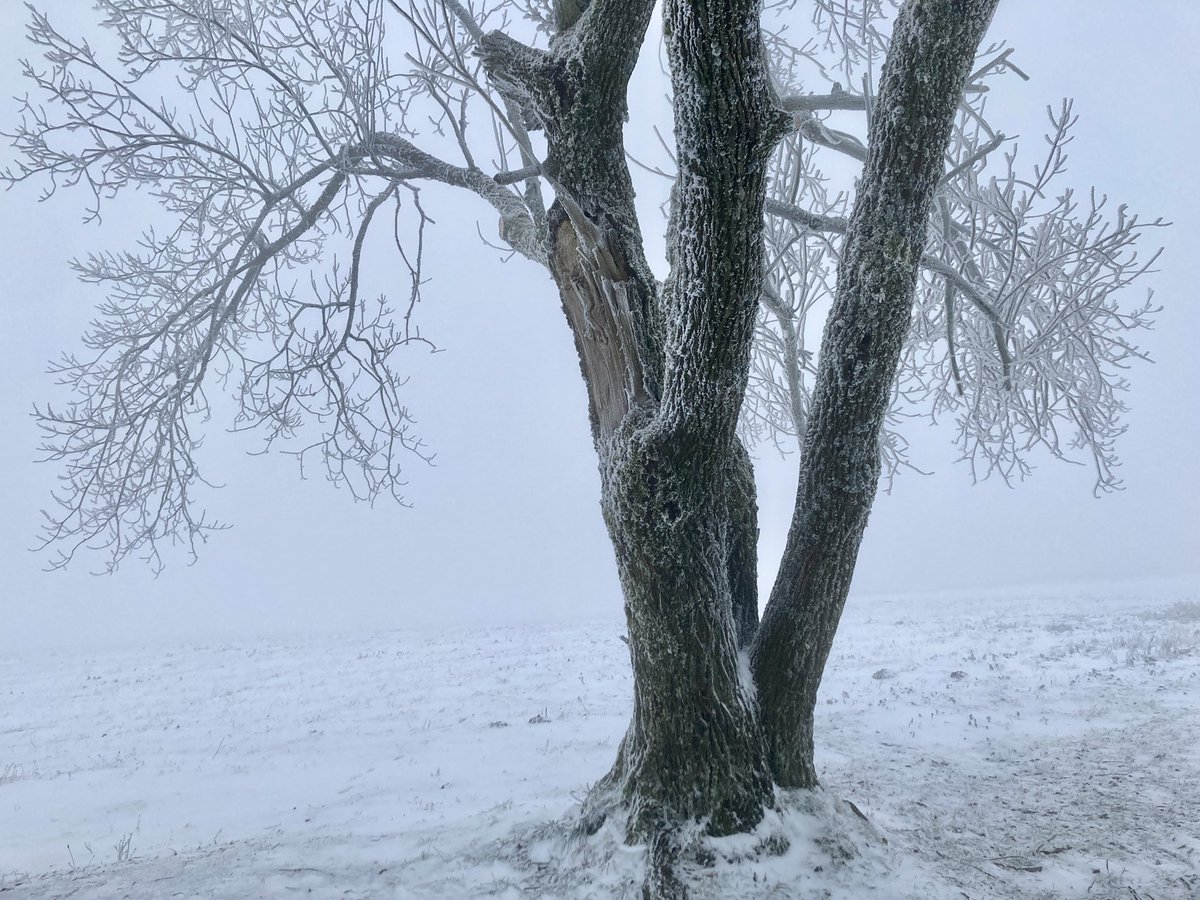 ludek_svoboda's tweet photo. soothing snow winter #Kozakov #trailrunning https://t.co/hXsE300igi