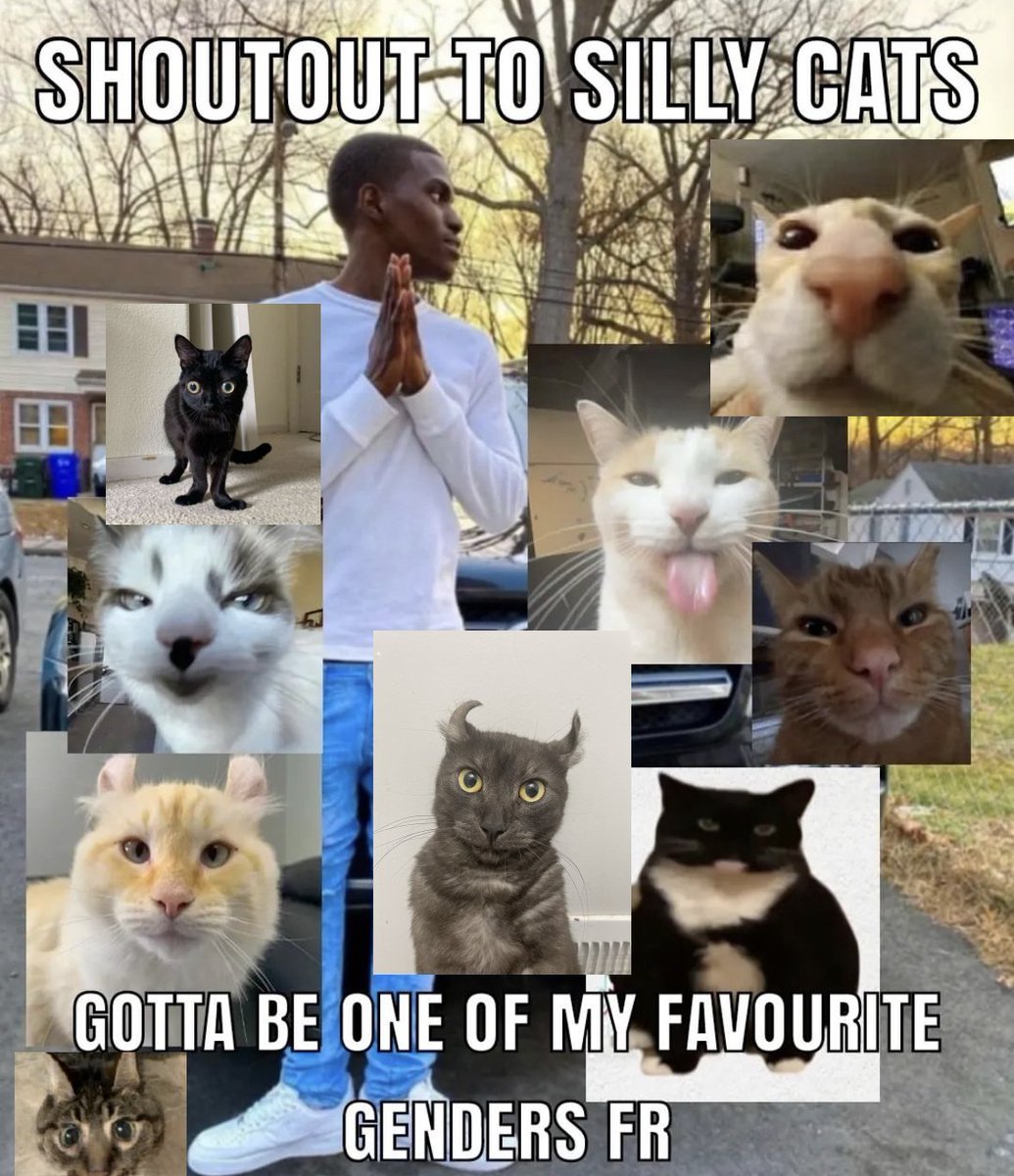 Punch Cat (@punchingcat) on Twitter photo 