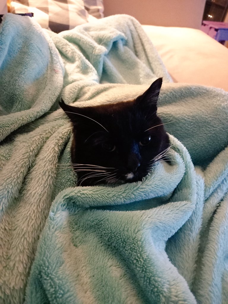 The cat is cold 😅😂