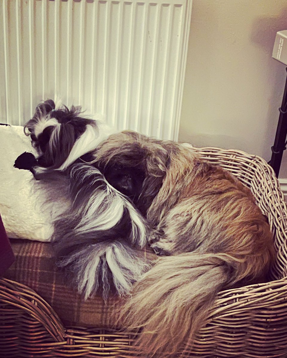 from_cottage's tweet image. Two indoor residents of View Cottage 🏠. Wilfred and Jasmine 💕💕🐾🐾 #pekingese #peke #pedigreedogs #pets