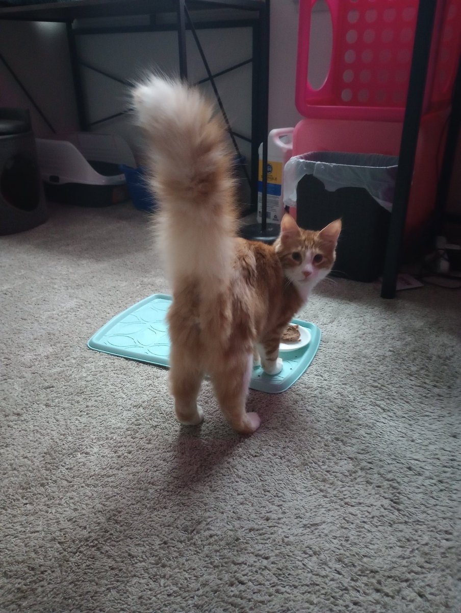 CagleCats's tweet image. Absurd