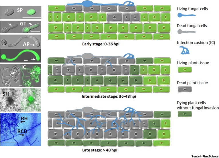 Killing softly: a roadmap of Botrytis cinerea pathogenicity.
cell.com/plant-science/…