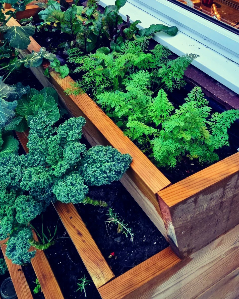 BasilLivanos's tweet photo. Not a bad harvest for winter/December. I was expecting worse considering I planted the seeds past the sowing season. Looking forward to tweaks in the vertical farm system next year.

Our carrots and beetroot. Test complete.

#homegrown #Carrots #beetroot #beets #rootvegetables https://t.co/pktUqU1Eiv
