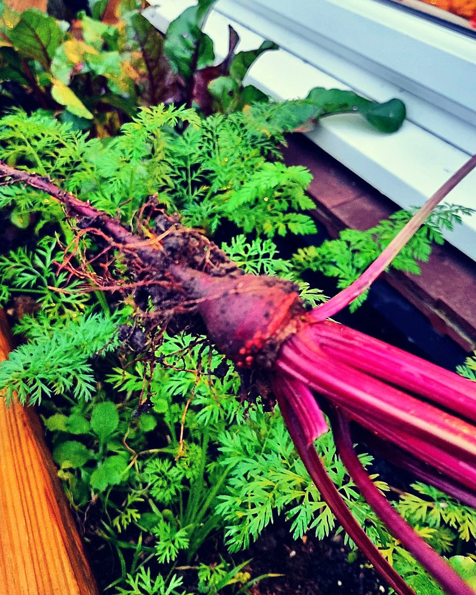 BasilLivanos's tweet photo. Not a bad harvest for winter/December. I was expecting worse considering I planted the seeds past the sowing season. Looking forward to tweaks in the vertical farm system next year.

Our carrots and beetroot. Test complete.

#homegrown #Carrots #beetroot #beets #rootvegetables https://t.co/pktUqU1Eiv
