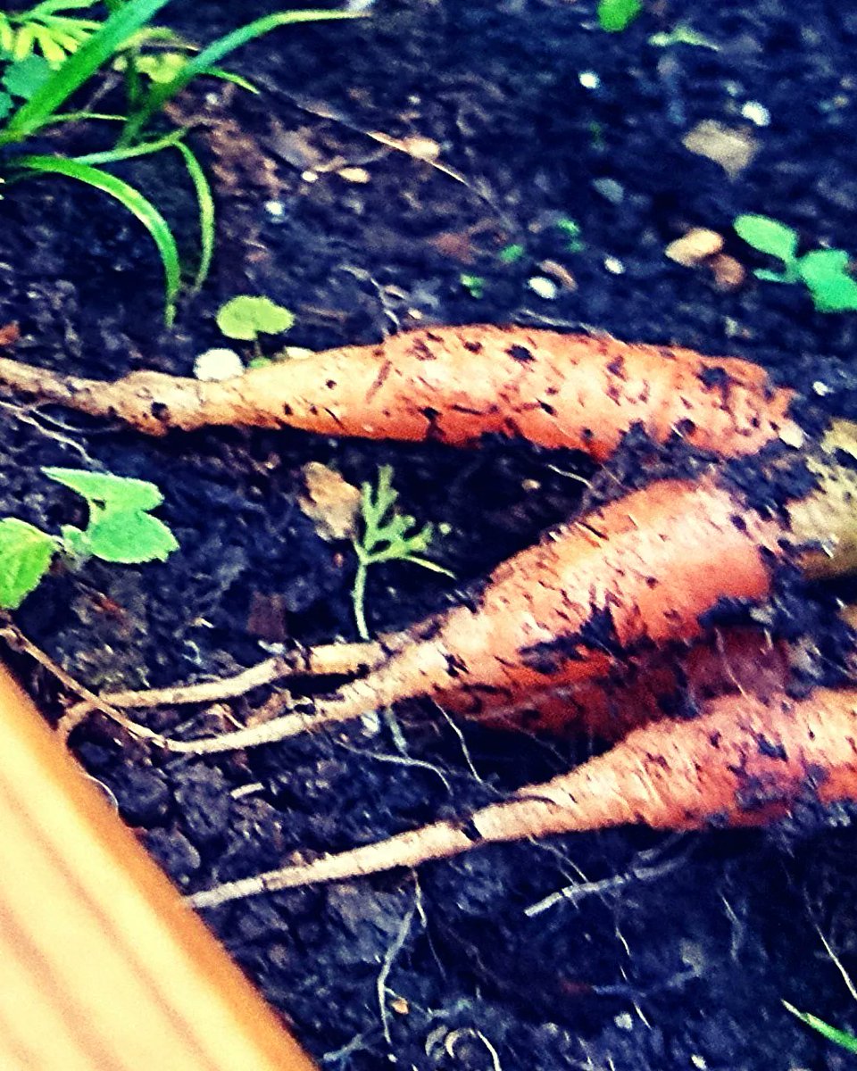 Not a bad harvest for winter/December. I was expecting worse considering I planted the seeds past the sowing season. Looking forward to tweaks in the vertical farm system next year. Our carrots and beetroot. Test complete. #homegrown #Carrots #beetroot #beets #rootvegetables