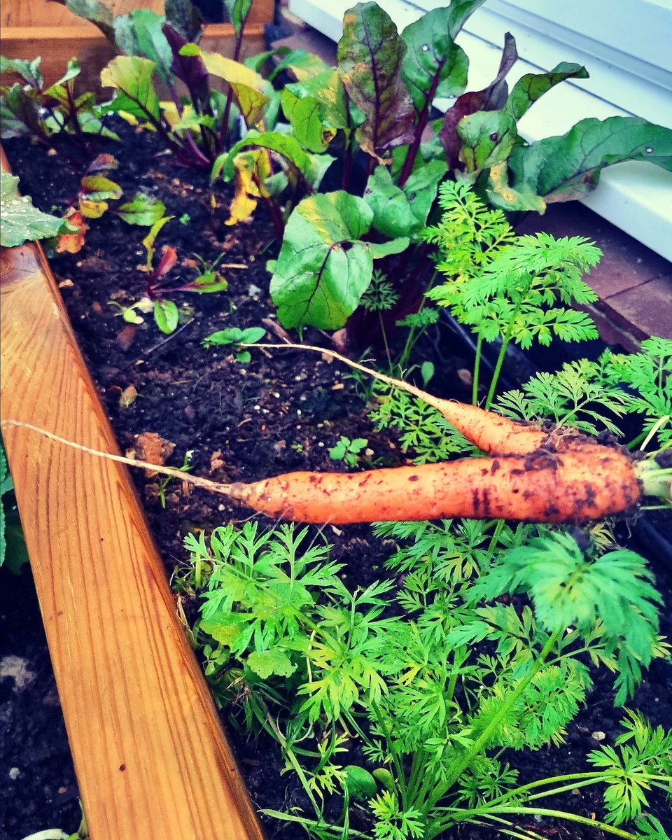 BasilLivanos's tweet photo. Our carrots and beetroot. Test complete.

#homegrown #Carrots #beetroot #beets #rootvegetables #harvest #december #winter #VerticalFarm #prototype #testing #sustainability #farming #urbanhomesteading #urbanfarms #urbangrowers #trust #trustyourself https://t.co/9lY1tY2Udk