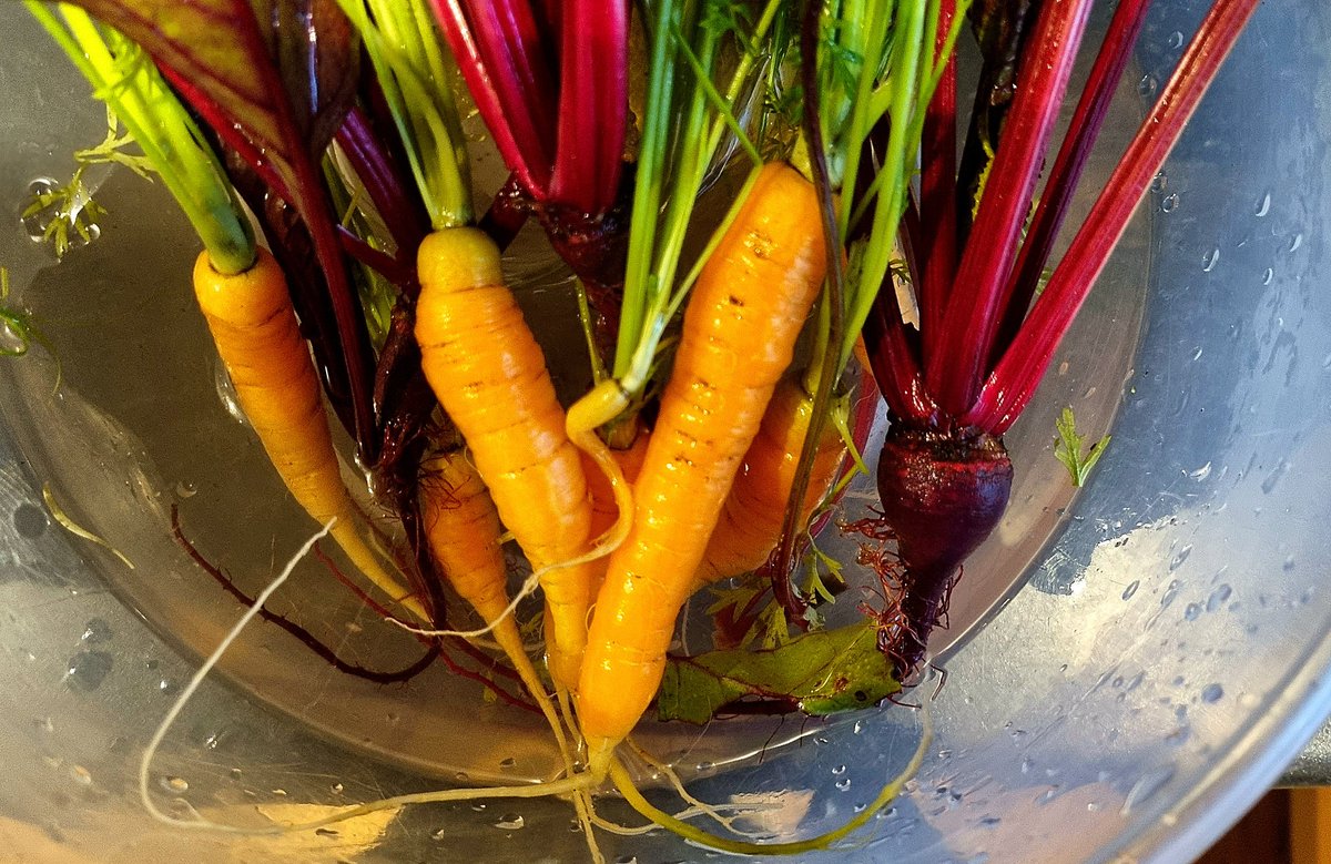 BasilLivanos's tweet photo. Our carrots and beetroot. Test complete. Late harvest. Is it possible?

#homegrown #Carrots #beetroot #beets #rootvegetables #harvest #december #winter #VerticalFarm #prototype #testing #sustainability #farming #urbanhomesteading #urbanfarms #urbangrowers #trust #trustyourself https://t.co/EH8scU8fAj