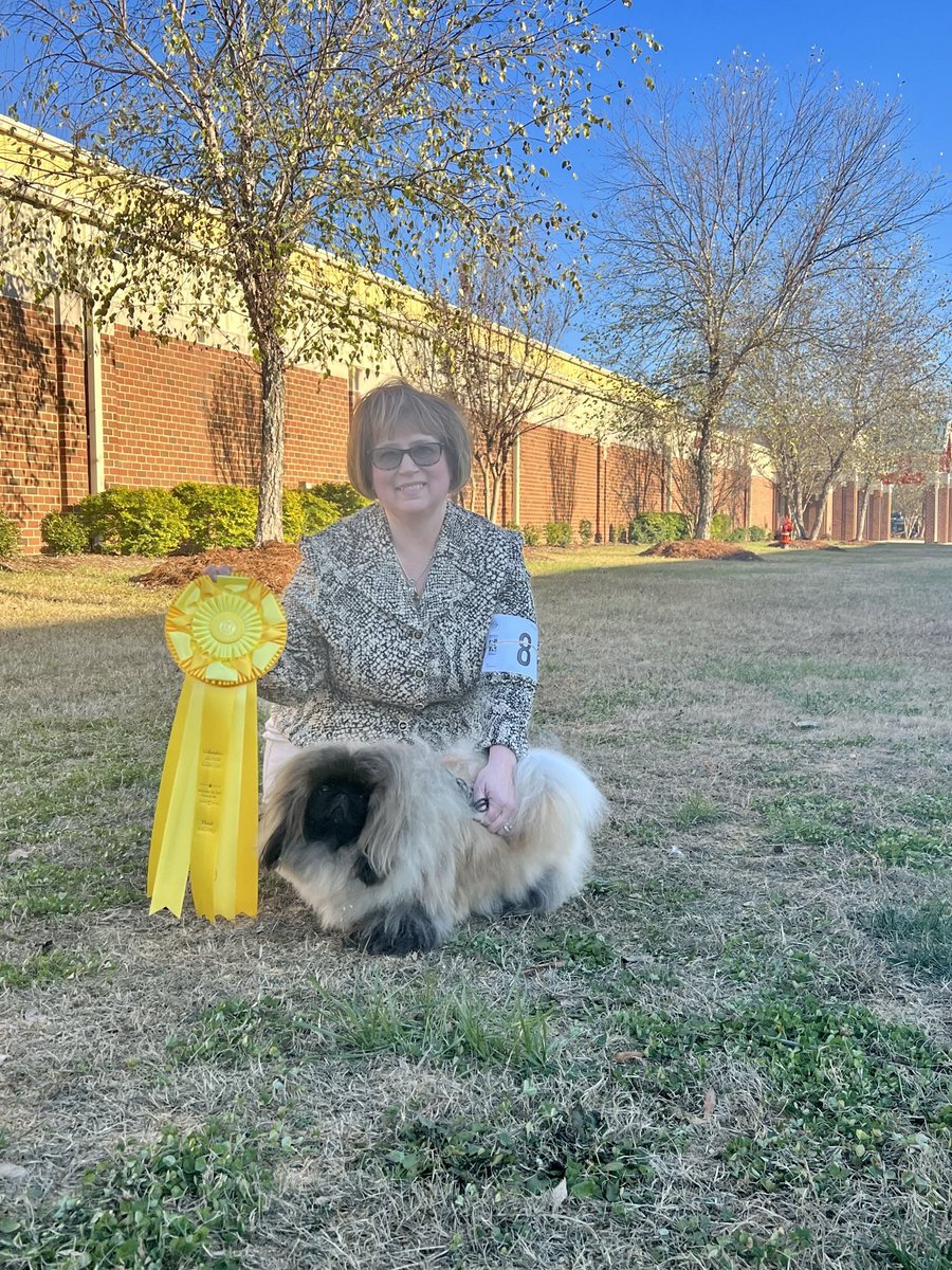 CalabroneDogs's tweet photo. So bummed I will not be able to show my girl at the AKC National Championships but cannot wait to cheer her on! @RoyalCanin thanks for making my girl shine #roadtoroyalcanin #fueledbyroyalcanin #pekingese #pequest #akcdogs #tinyathlete https://t.co/QO1dDE8MIJ