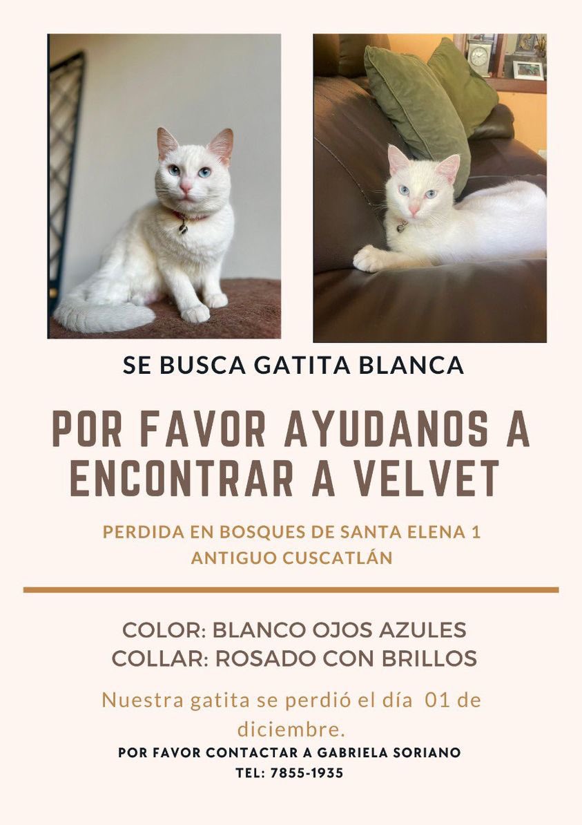 APES503's tweet image. #serviciosocialsv Gatita extraviada en Santa Elena #antiguocuscatlan