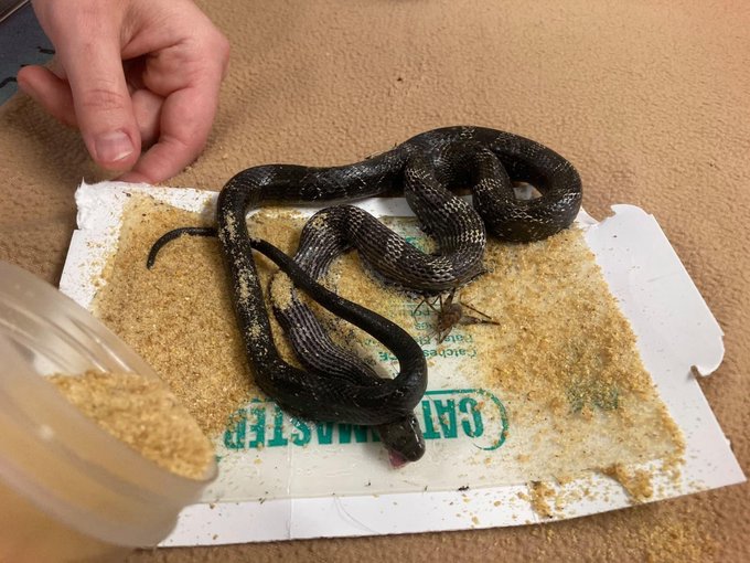 Snakes need help skipping a sticky situation this winter, Va. wildlife  center warns - WTOP News