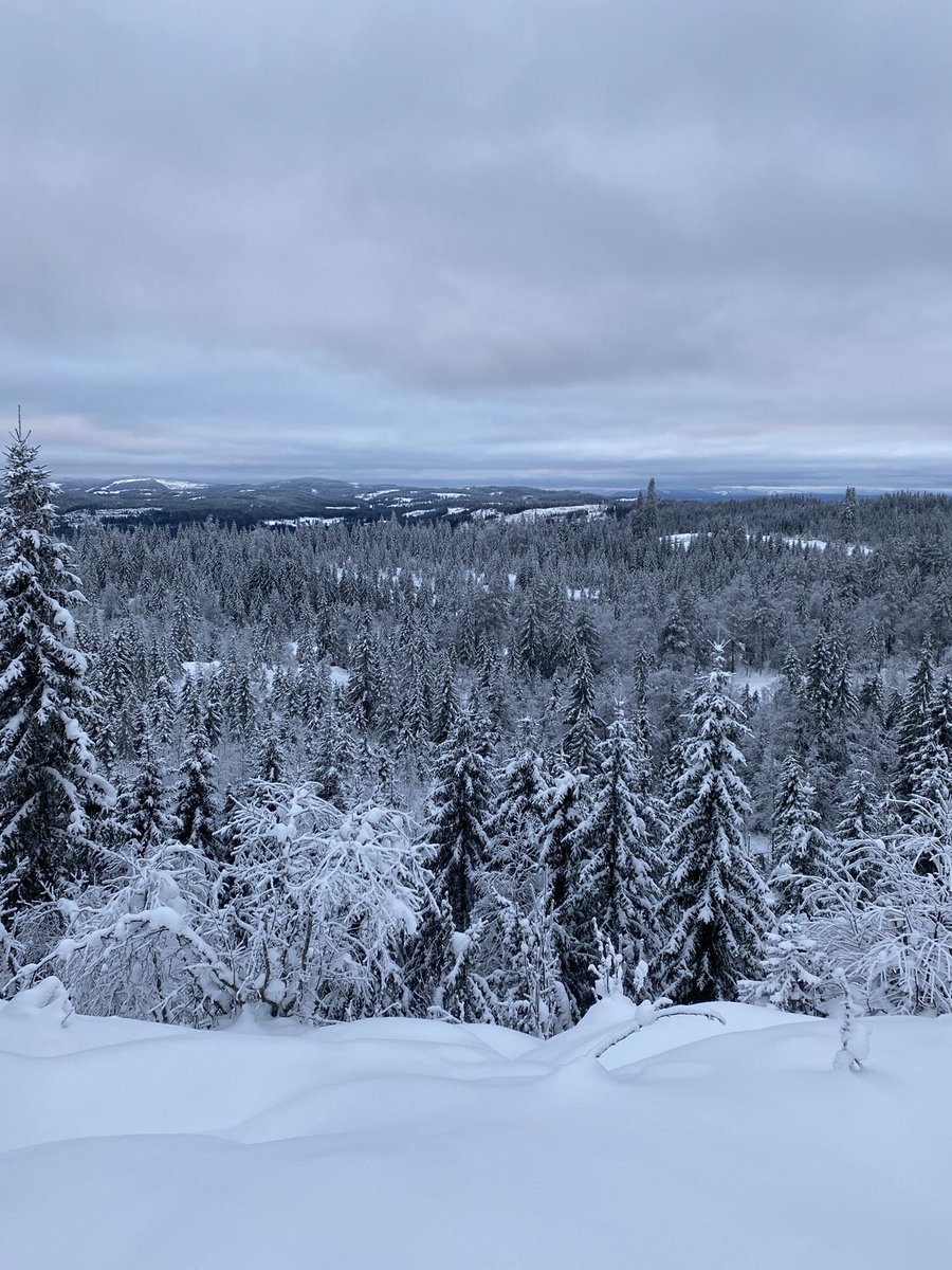 KnutQvigstad's tweet photo. Er du i Osloregionen og har lyst på en skitur? Ta toget til Grua, fine løyper starter 600 meter fra stasjonen. Bilde fra dagens tur: https://t.co/WsM2jp5G13