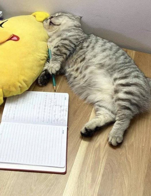cats with jobs 🛠 tweet media