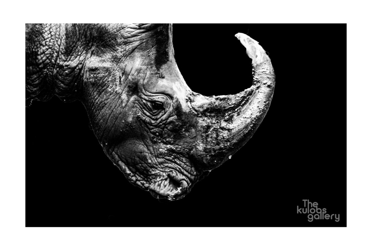 THE KULOBS GALLERY tweet media