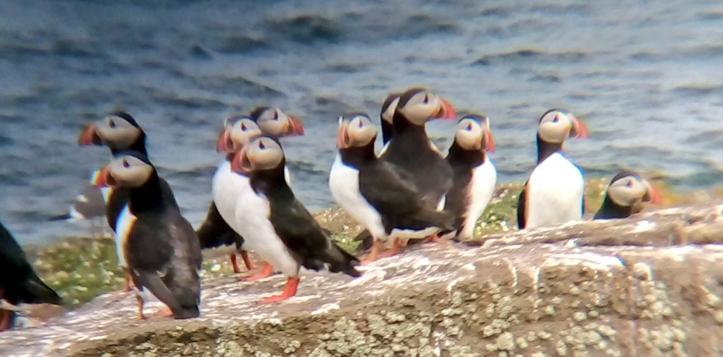 s4r4h_l's tweet photo. #TeamPuffin, we need you! Please vote for our wonderful clown of the sea, and make him a king! #SeabirdWC2022 @SteelySeabirder #votepuffin https://t.co/b865wZFX9m