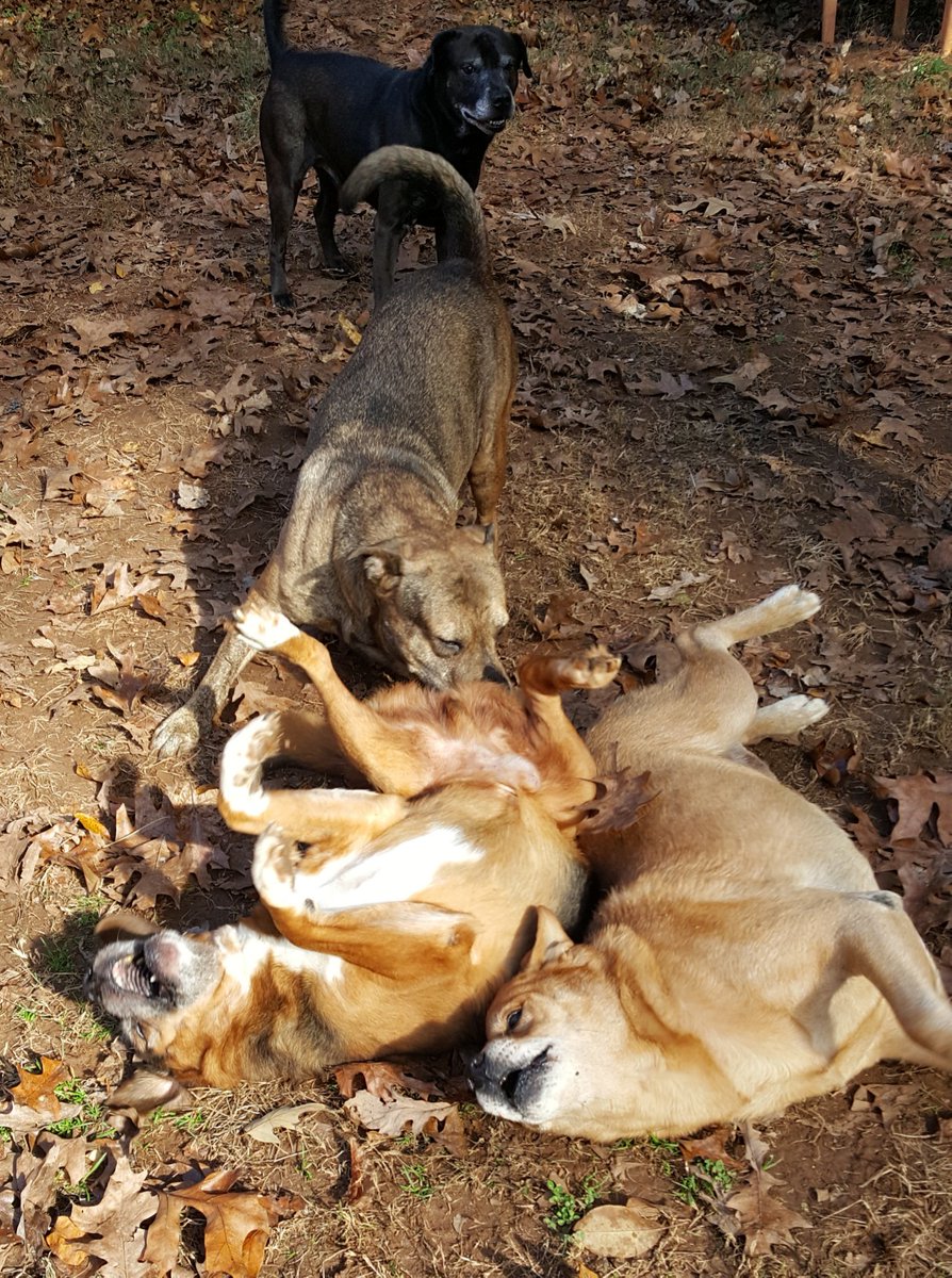 TheTwelveTails's tweet photo. We're so blessed to have the most amazing memories but we've give anything to be able to go back and relive them.
🐾 🌈Spock, 🌈Cymba, 🌈Kane & Duke
All three passed due to #caninecancer #chemodectoma #hemangiosarcoma #prostatecancer #curecaninecancer
#DogsofTwittter #RescueDog https://t.co/B3kqULR98O