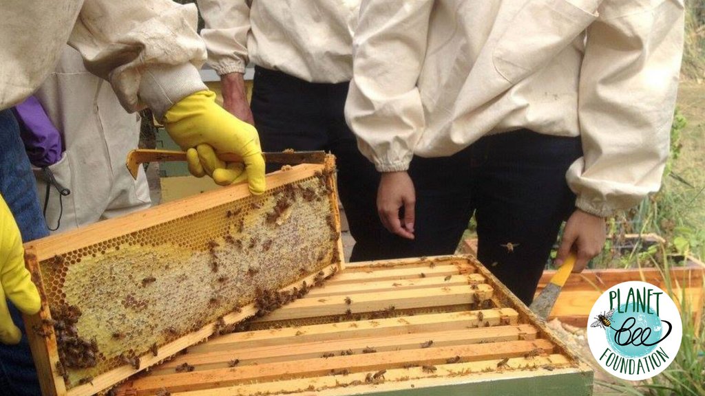 As temperatures drop across the country, you probably wonder what the cold weather means for bees. 🐝

In the winter, bees cluster tightly inside their hive to stay warm. The worker bees even vibrate their bodies to generate heat while the Queen stays in the center to stay warm.