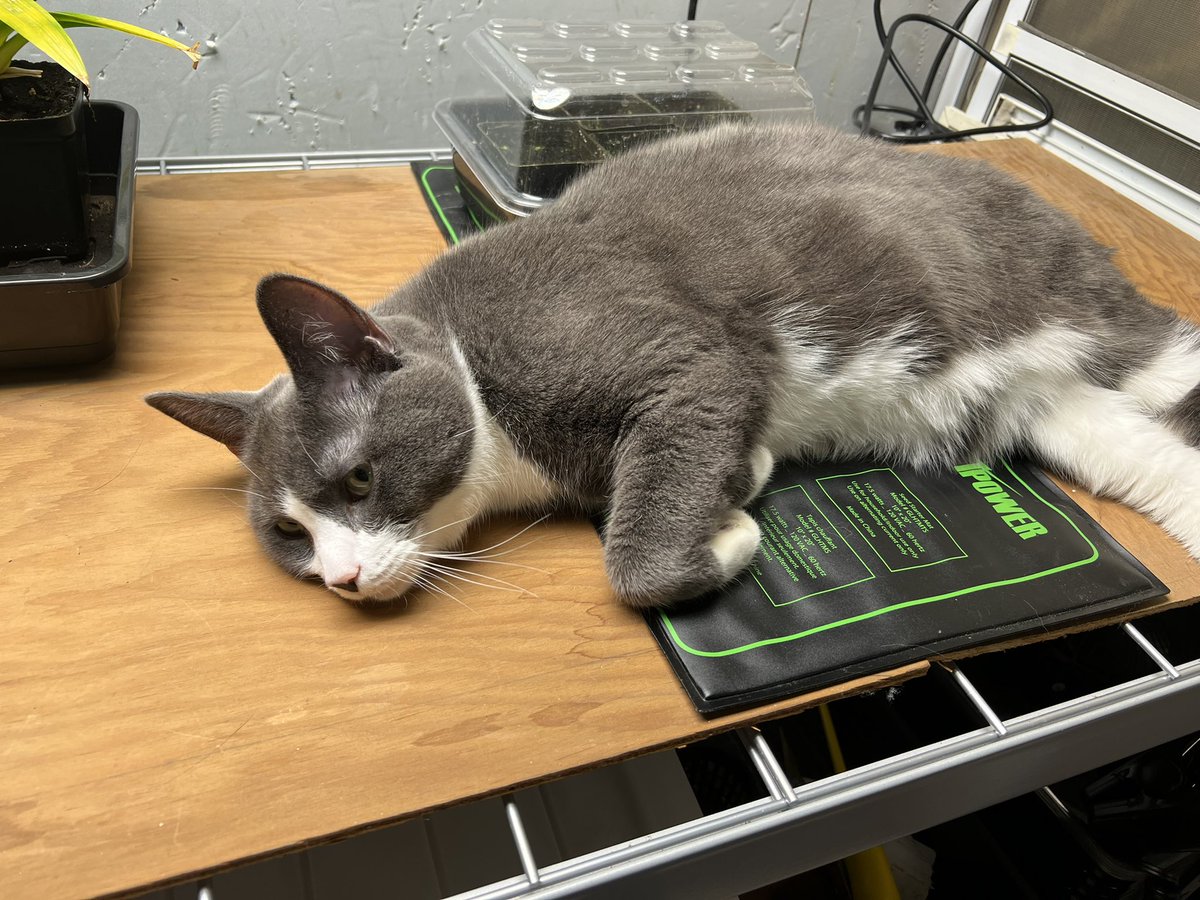 ekhtn's tweet photo. I seem to have sprouted a new gray, furry plant on this seedling mat… 😹 #caturday https://t.co/xHAEFsCsiZ
