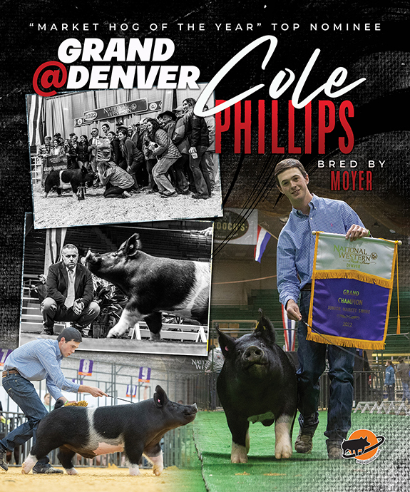 ThePigPlanet's tweet photo. Grand Champion National Western Stock Show - Shown by Cole Phillips, Bred by Moyer - a top nominee for Market Hog of the Year. Vote at https://t.co/KTsmEhJzLW https://t.co/IMgxjVguZG