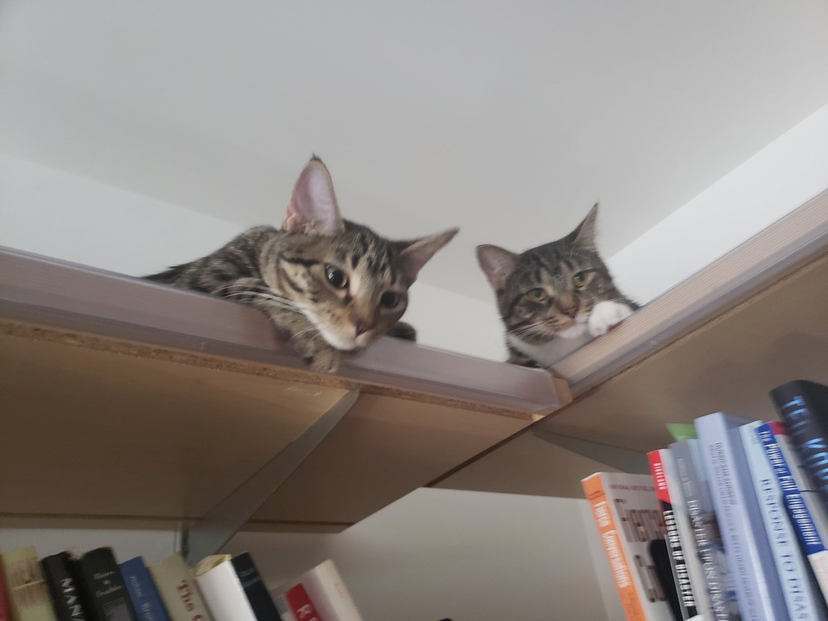 seeleysue's tweet photo. On this first  #Caturday in December, I want to give thanks to my diligent feline supervisors who work hard to fill the paws of the late #PhdCat Sunny (RIP). The dissertation is still in the works. 1/ https://t.co/8KasdAgEky