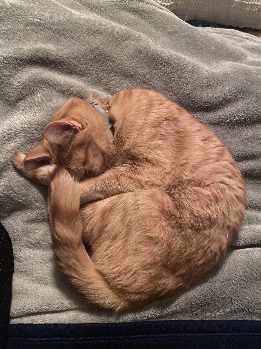 elton the cat tweet media