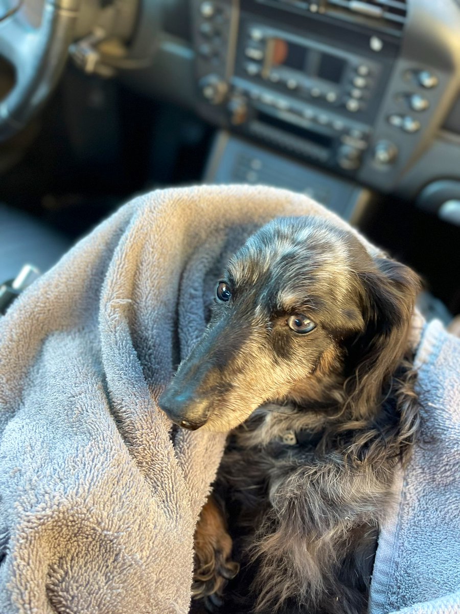 Daphnemcw's tweet photo. RIP Rocco (the Roc βO Roller) π
Iβll take care of your Daddy G, who misses you terribly π
You will always hold a special place in my heart β€οΈ. I know Cathy will love you unconditionally π #Dachshunds #FetchMaster https://t.co/yhxBH7xDGX