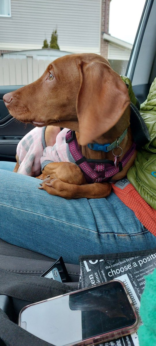 gregpettit's tweet photo. It's the croased paws! https://t.co/qOVfUclGw4