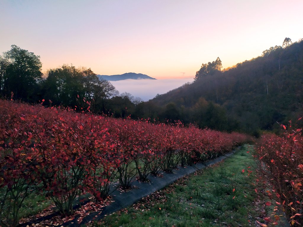 ALatejera's tweet photo. Nos gusta lo q hacemos, nos gusta lo q vemos💚🌄 #Amanecer en @ALatejera   #Arándanos #Asturias https://t.co/RvtciVnWga