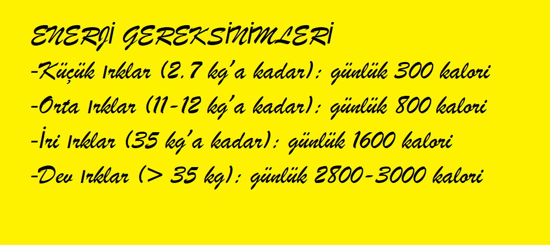 Hayvanlarda enerji gereksinimleri🐱🐶🐾
#Cat 
#kedi
#dog
#köpek
#veteriner
#evcilhayvan
#pet