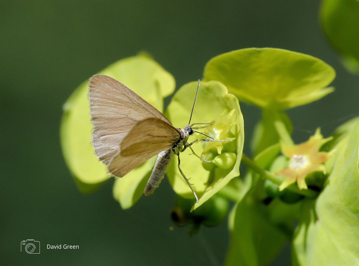 Grizzled Skipper, Dingy Skipper and Drab Looper are all species that benefit from our Wood White project in the southeast 🦋 

Please consider a donation today to help us continue this vital conservation work 👉 butrfli.es/3EXZnSn

#SaveButterflies #ChristmasChallenge22