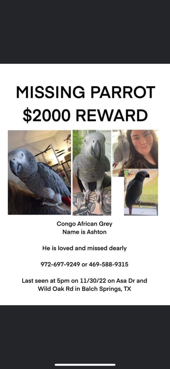 ParrotTown's tweet photo. Someone shared this on our discord. Please share if you can 😢💔 #BalchSprings #BalchSpringsTX #Dallas #DallasTX https://t.co/vqdPyGLaxa