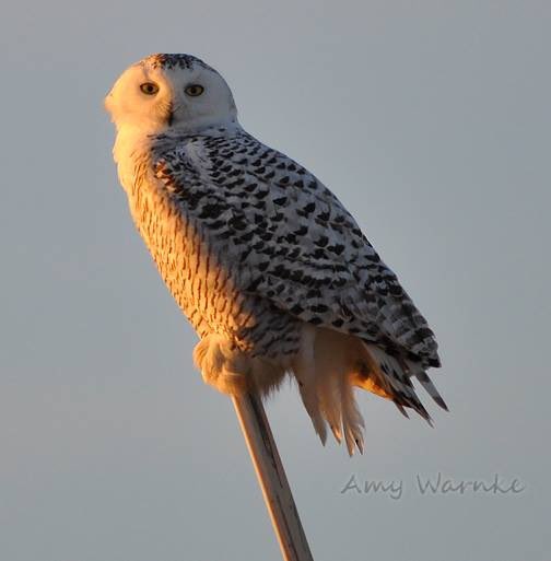 Snowy Owl, photo taken by myself off the coast of Massachusetts. #scienceofficer #owls #wildlifephotography