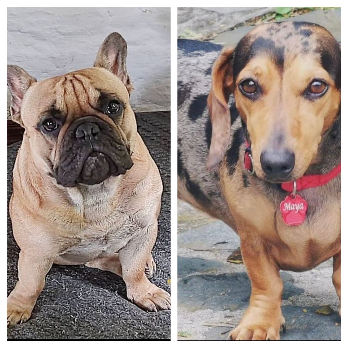 Seguimos esperando que lleguen a casa #OtisyMaya 
Ayer robaron un carro a mano armada y se llevaron los perritos 🐶 adentro, uno de ellos es epiléptico 💊 toma medicina cada 12 horas. 
Compartir <a href="/luisfsalas74/">LUIS FERNANDO SALAS</a> <a href="/anamilegut/">Ana Milena Gutiérrez</a> @FndoSolorzano <a href="/Rmayorga/">Ronald Mayorga</a>  <a href="/aliciasarmiento/">Carmen A Sarmiento</a> <a href="/orlandoduque/">Orlando Duque</a>