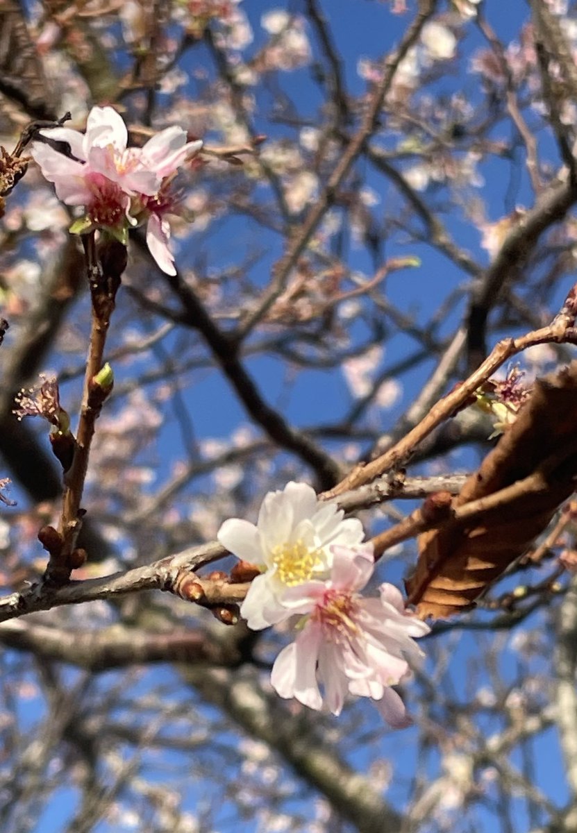 catztayl's tweet photo. #365in2022 337/365 flowering cherry, in autumn/winter! #Flowers #floweringcherry #prunus #bizarreweather #nature #Blossom #autumnwinter #plantlife https://t.co/0v00kj5X4Z