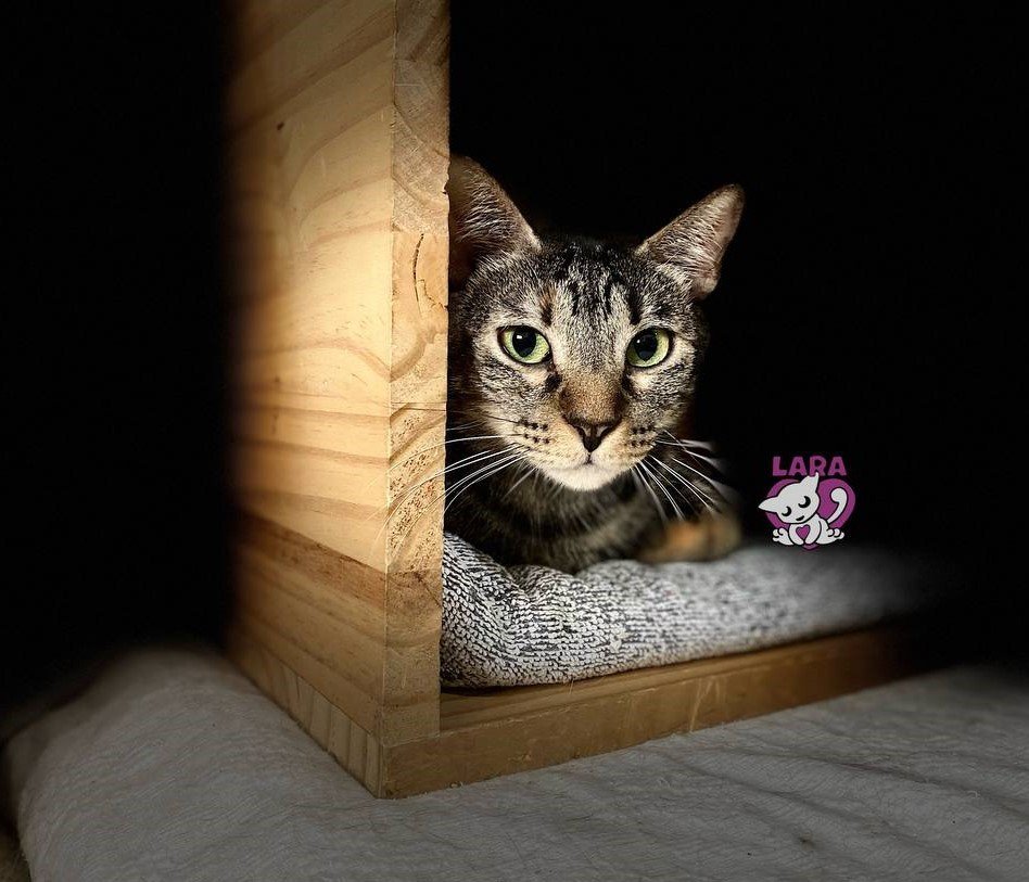 lara_santuario's tweet photo. GATOS EN LARA CON ATAXIA
MERY 5 años
Recogida junto a us hermanos de la calle y enviada a Lara donde busca una oportunidad
Tiene una ataxia ligera, hace vida normal pero a veces se le nota un poco al andar
¿Tienes un hogar para mi?
Wasap 691598283 https://t.co/ZvxkSRbqJ3