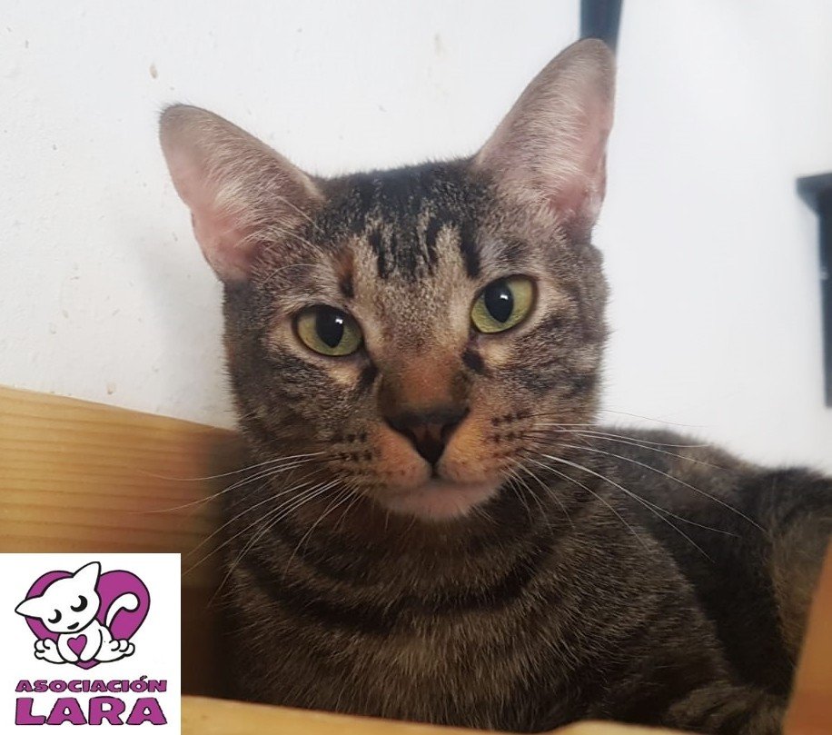 lara_santuario's tweet photo. GATOS EN LARA CON ATAXIA
MERY 5 años
Recogida junto a us hermanos de la calle y enviada a Lara donde busca una oportunidad
Tiene una ataxia ligera, hace vida normal pero a veces se le nota un poco al andar
¿Tienes un hogar para mi?
Wasap 691598283 https://t.co/ZvxkSRbqJ3