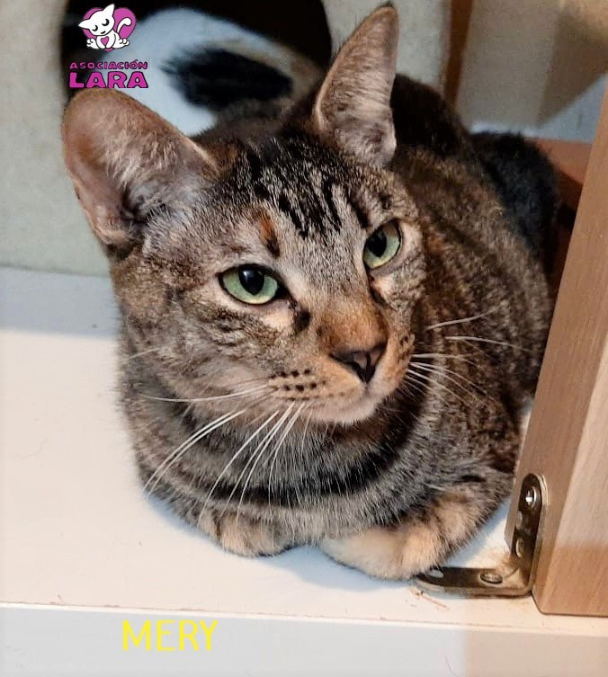 lara_santuario's tweet photo. GATOS EN LARA CON ATAXIA
MERY 5 años
Recogida junto a us hermanos de la calle y enviada a Lara donde busca una oportunidad
Tiene una ataxia ligera, hace vida normal pero a veces se le nota un poco al andar
¿Tienes un hogar para mi?
Wasap 691598283 https://t.co/ZvxkSRbqJ3