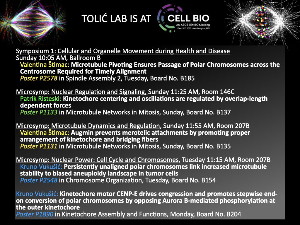 Iva Tolić (@toliclab) on Twitter photo Hey <a href="/ASCBiology/">American Society for Cell Biology</a> #cellbio2022 folks! Come see our talks and posters and meet Valentina Štimac <a href="/Stimac_V/">Valentina Stimac</a>, Patrik Risteski <a href="/risteski_/">Patrik Risteski</a>, and Kruno Vukušić <a href="/KrunoVuk/">Kruno Vukušić</a>! Hey <a href="/ASCBiology/">American Society for Cell Biology</a> #cellbio2022 folks! Come see our talks and posters and meet Valentina Štimac <a href="/Stimac_V/">Valentina Stimac</a>, Patrik Risteski <a href="/risteski_/">Patrik Risteski</a>, and Kruno Vukušić <a href="/KrunoVuk/">Kruno Vukušić</a>!